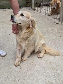 Femmina golden retriver linea americana