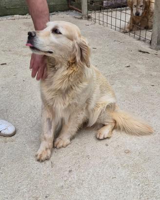 Femmina golden retriver linea americana