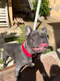 Bulldog Francese per monta