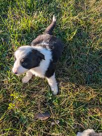 Cuccioli Border Collie