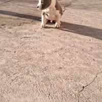 Cuccioli amstaff blu