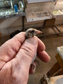 Uccelli solo per chi e interessato
