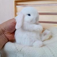 Coniglietta ariete nano minilop