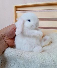 Coniglietta ariete nano minilop