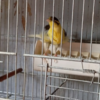 Canarini arricciati