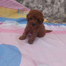Barboncino mini toy red
