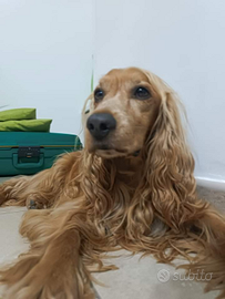 Cocker spaniel inglese fulvo femmina di 2 anni