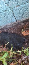 Gallina cemano