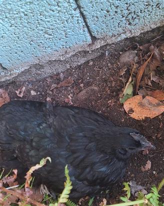Gallina cemano