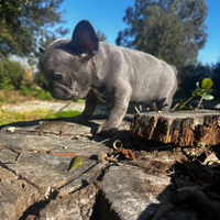 Bulldog francese