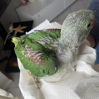 Pappagallo Grande Alessandrino