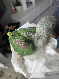 Pappagallo Grande Alessandrino