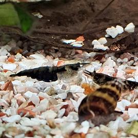 Caridine e neocaridine