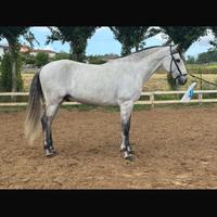 Cavallo lusitano