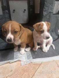 Cuccioli Jack Russel