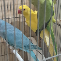 Pappagalli