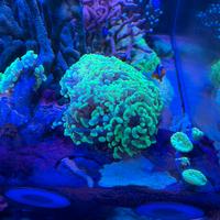 Coralli per acquario