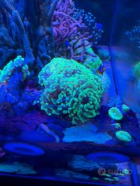 Coralli per acquario