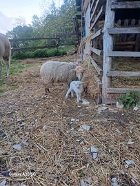 pecore nane d' ousseant 