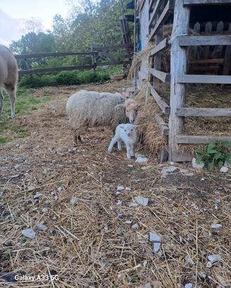 pecore nane d' ousseant 