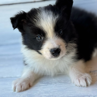 Border collie