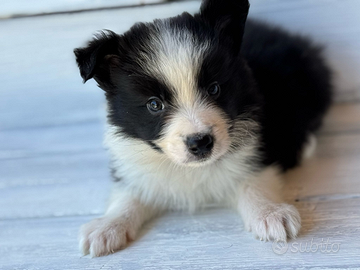 Border collie