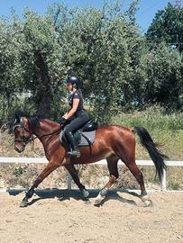 Cavallo da salto