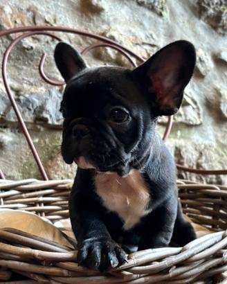 Disponibili cuccioli di bulldog Francesi maschi