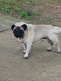 Carlino da monta