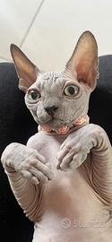 Cuccioline di Sphynx con pedigree