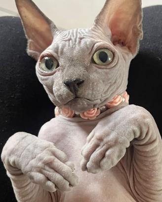 Cuccioline di Sphynx con pedigree