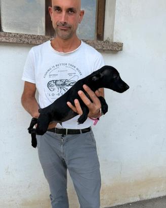 Cucciolo incrocio Bassotto X Pinscher