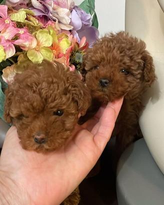 Cuccioli barboncino mini Toy