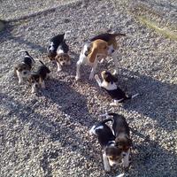 Beagle Cuccioli tricolore