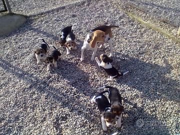 Beagle Cuccioli tricolore