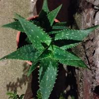 vaso con 1 aloe saponaria o maculata