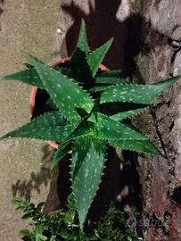 vaso con 1 aloe saponaria o maculata