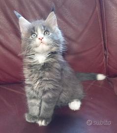 Maine coon femmina con occhio impari (eterocromia)
