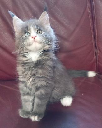 Maine coon femmina con occhio impari (eterocromia)