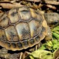 Tartaruga Testudo Testuggine Tarta terra