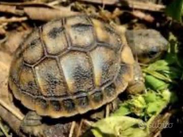 Tartaruga Testudo Testuggine Tarta terra