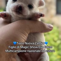 Chihuahua a Pelo corto