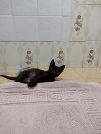 Splendida gattina di due mesi (Catania)