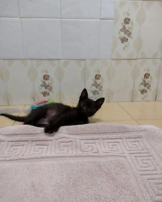 Splendida gattina di due mesi (Catania)