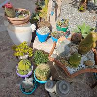 Piante Grasse per Marco