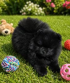 Spitz pomerania nano pedigree enci