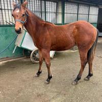 Puledro quarter Horse