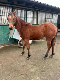Puledro quarter Horse