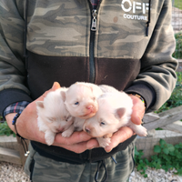 Cuccioli di Spitz