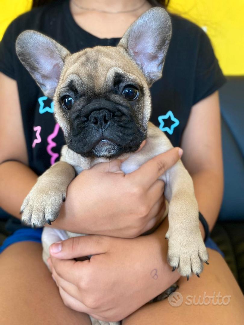 Cuccioli bulldog francese - Annunci Padova